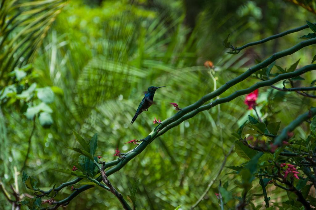 Pousada Vovo Alice Serra do Cipo National Park Bagian luar foto